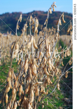 Wait for harvest Wait for harvest 698043