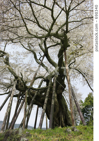 Millennous cherry blossom in Hongo 698340