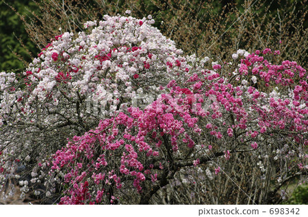 垂涎的桃子 698342