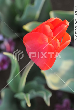 Crimson tulip Crimson tulip 698348