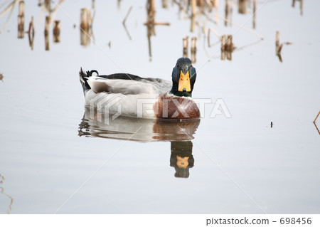 鴨子 鴨 鳥兒 698456