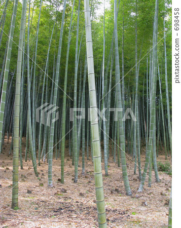 竹樹叢中的竹林 698458