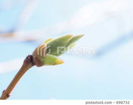 高鍵 高調 萌芽 698732