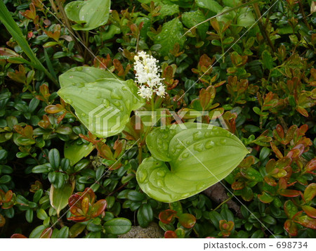 Maizuru Grass in Esan 698734