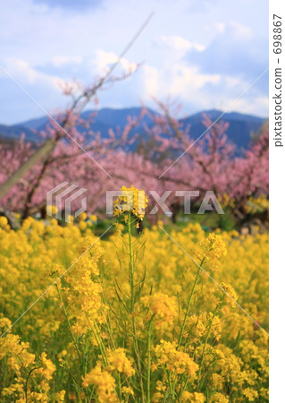 Rape flower featuring Peach blossom 698867