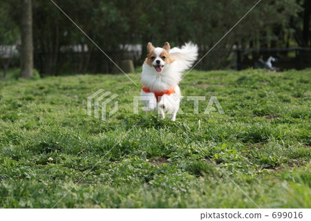 Papillon ① 699016