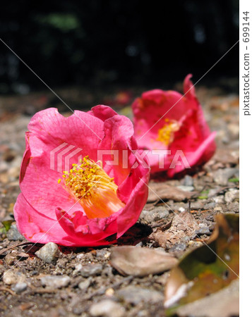 春天的相機和倒下的山茶花 699144