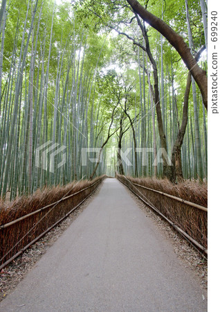 Bamboo forest in Arashiyama 699240