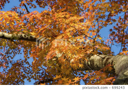 Autumn leaves of Kamakura 699243
