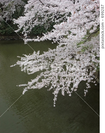 Cherry at the water's edge 699287