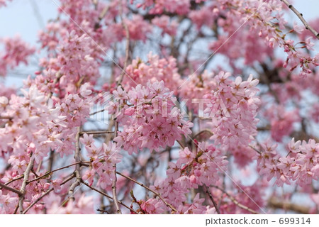 Red gable cherry tree 699314