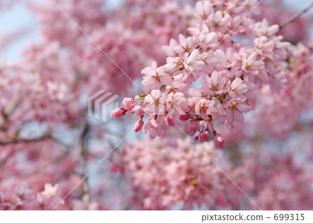 紅山牆櫻桃樹 紅山牆櫻桃樹 699315