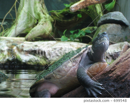 烏龜 鳥羽水族館 一隻動物 699548