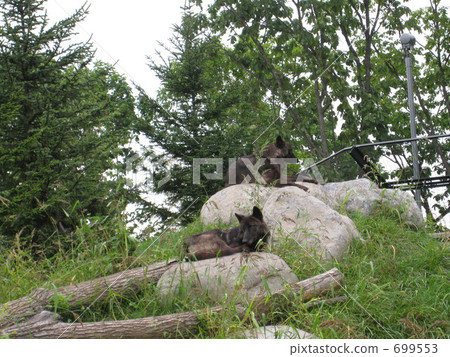 狼 旭山動物園 兩隻（動物） 699553