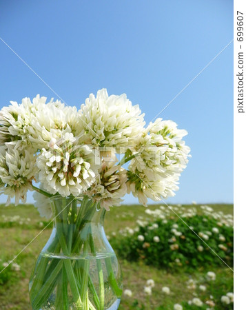 Spring noodles Spring noodles 699607