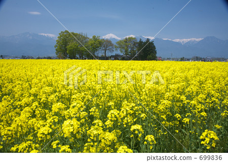I desire the Alps from Rapeseed field I desire the Alps from Rapeseed field 699836