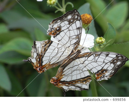 Ishigaki Butterfly 699856