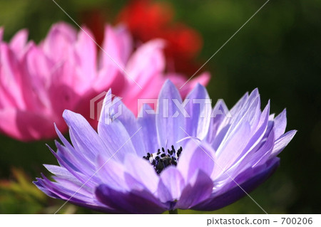 Gazania Gazania 700206