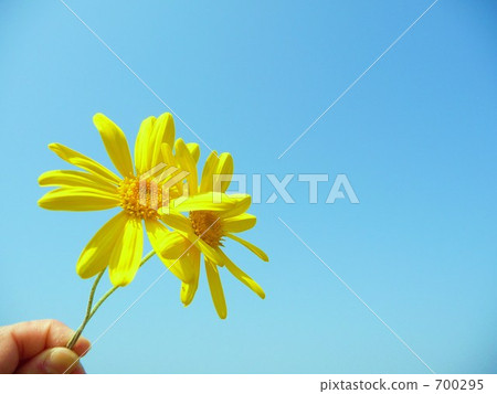 藍天和朱利葉斯雛菊 藍天和朱利葉斯雛菊 700295