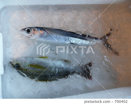 Isaki和飛行飛行 700402