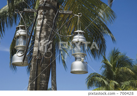 棕櫚樹和燈籠 700428