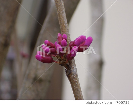 sappanwood, lifting, up 700735