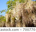 wisteria, bloom, blossom 700770