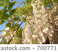 ivy, wisteria, shrub 700771