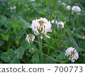 white clover, trefoil, cryptotaenia 700773