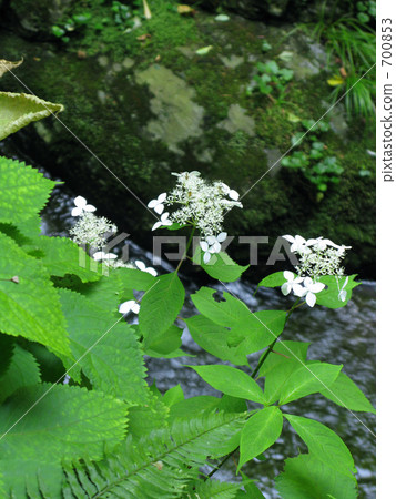 Yamah hydrangea blooming in a stream Yamah hydrangea blooming in a stream 700853