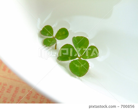 Ukubo Clover Ukubo Clover 700856