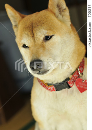 Shiba Inu 700858