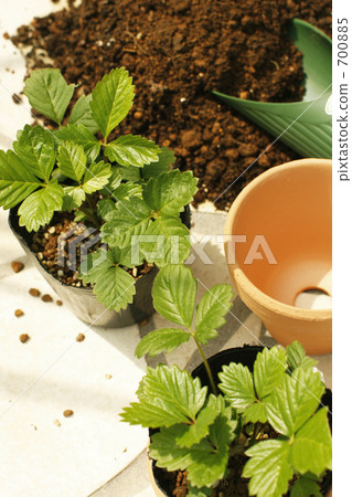 Let's plant the green! Let's plant the green! 700885