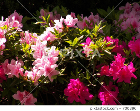 Azalea's paradise 700890