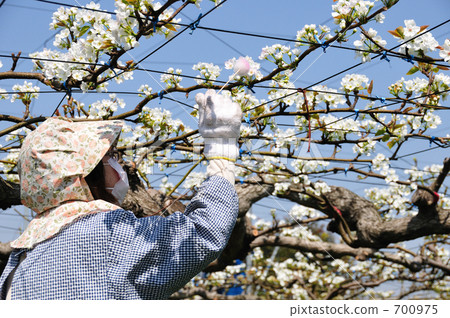 梨授粉工作 700975