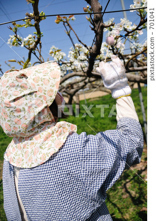 梨授粉工作 梨授粉工作 701041