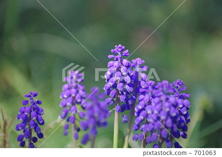 穆斯卡里花 穆斯卡里花 701063