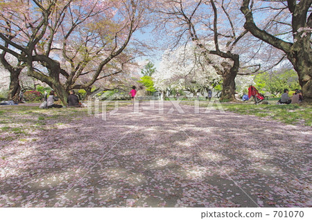 小石川植物園的櫻花 小石川植物園的櫻花 701070