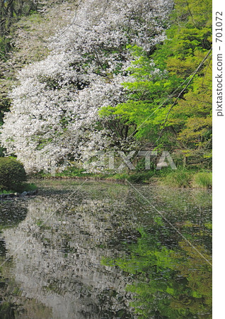 小石川植物園的櫻花 小石川植物園的櫻花 701072