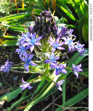 Schiller Perbiana Schiller Perbiana 701217