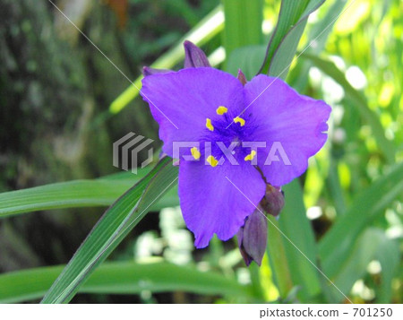 Yu Murasaki Yukusa Yu Murasaki Yukusa 701250