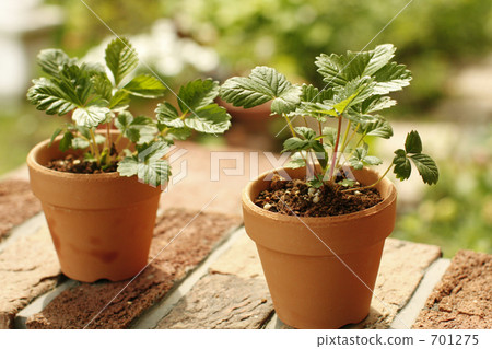 Let's plant the green! 701275