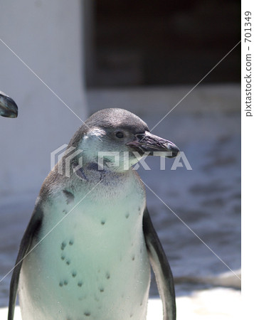 洪堡企鵝 701349