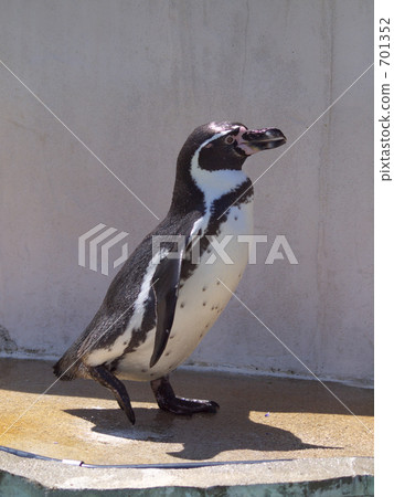 Humboldt Penguin 701352