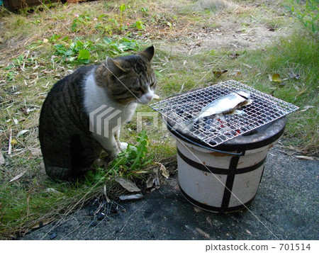 A cat that waits for a fish to burn 701514