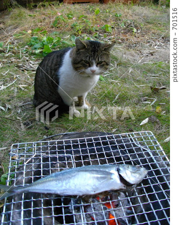 A cat that waits for a fish to burn A cat that waits for a fish to burn 701516