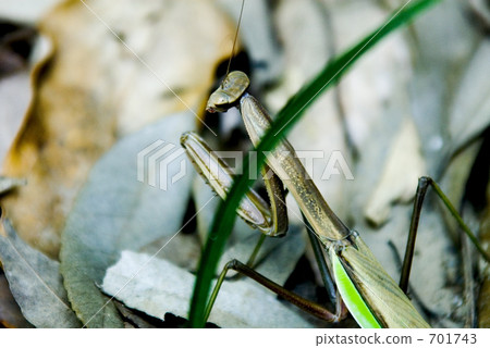 螳螂 螳 蟲子 701743