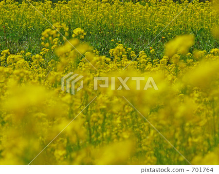 field of rapeseed, rape blossoms, rape 701764