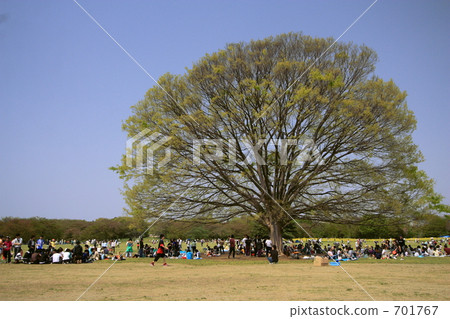 A family resting with a large zelkova 701767