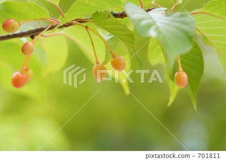The actual color of cherry blossoms 2 The actual color of cherry blossoms 2 701811